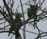 [Red-lored Parrot]