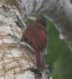[Strong-billed Woodcreeper]