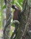 [Strong-billed Woodcreeper]