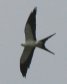 [Swallow-tailed Kite]