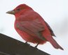 [Summer Tanager]