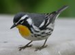 [Yellow-throated Warbler]