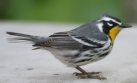 [Yellow-throated Warbler]