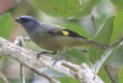 [Yellow-winged Tanager]