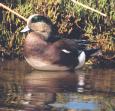 [American Wigeon]