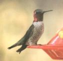 [Anna's Hummingbird]