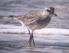 [Black-bellied Plover]