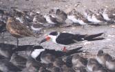 [Black Skimmer]