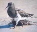 [Black Turnstone]