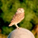 [Burrowing Owl]