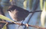 [Bushtit]