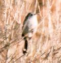 [California Gnatcatcher]