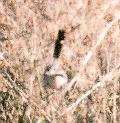 [California Gnatcatcher]