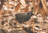 [California Quail]