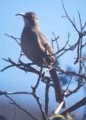 [California Thrasher]