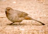 [California Towhee]