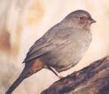 [California Towhee]