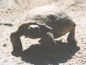 [Desert Tortoise]