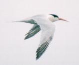 [Elegant Tern]