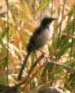 [Island Scrub Jay]