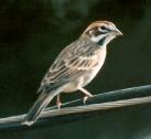 [Lark Sparrow]