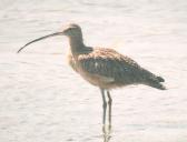 [Long-billed Curlew]