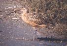 [Long-billed Curlew]