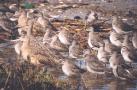 [Marbled Godwit]