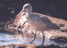 [Marbled Godwit]