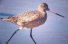 [Marbled Godwit]