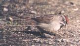 [Rufous-crowned Sparrow]