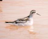 [Red-necked Phalarope]