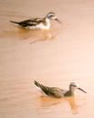 [Wilson's & Red-necked Phalarope]