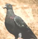 [Rock Dove]