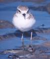 [Snowy Plover]