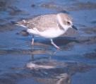 [Snowy Plover]