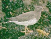 [Surfbird]