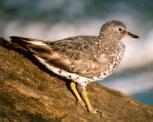 [Surfbird]