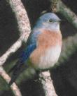 [Western Bluebird]