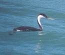 [Western Grebe]