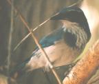 [Western Scrub Jay]