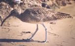 [Whimbrel]