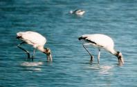 [Wood Stork]