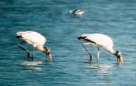 [Wood Stork]