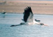 [Wood Stork]