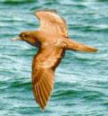 [Wedge-tailed Shearwater]