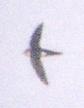 [White-throated Swift]