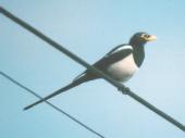 [Yellow-billed Magpie]