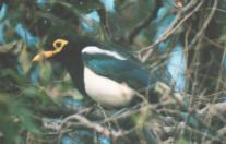[Yellow-billed Magpie]