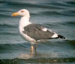 [Yellow-footed Gull]
